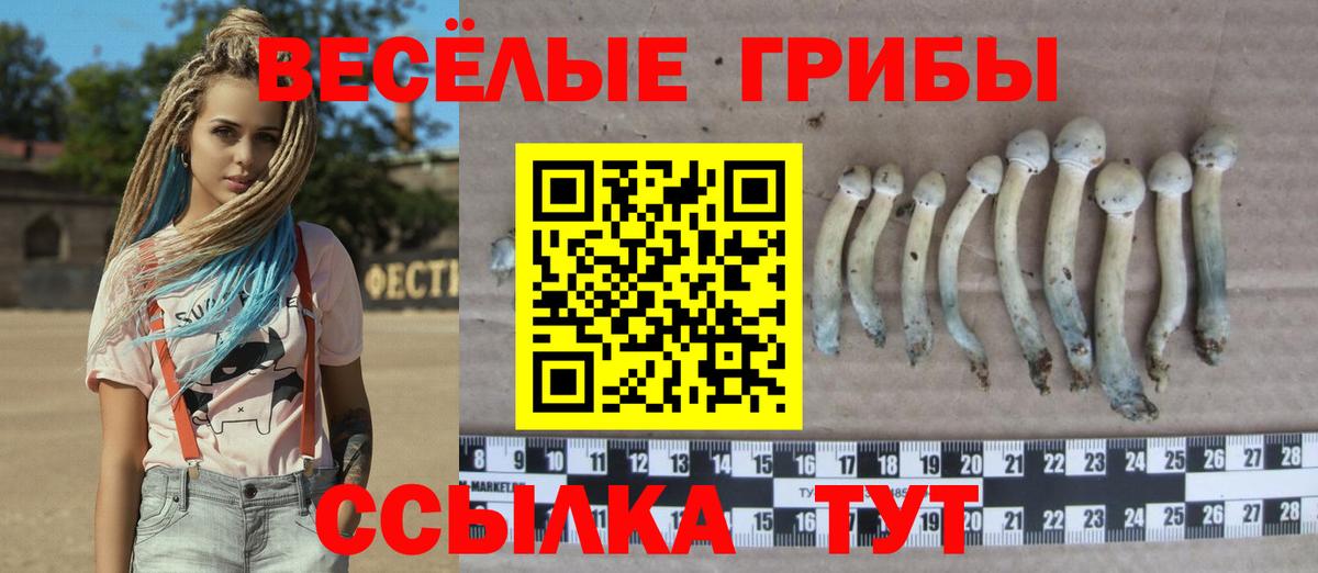 Галлюциногенные грибы Psilocybine cubensis Свободный